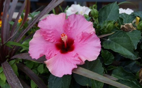 flower pink hibiscus