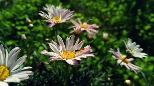 flower small insects natural