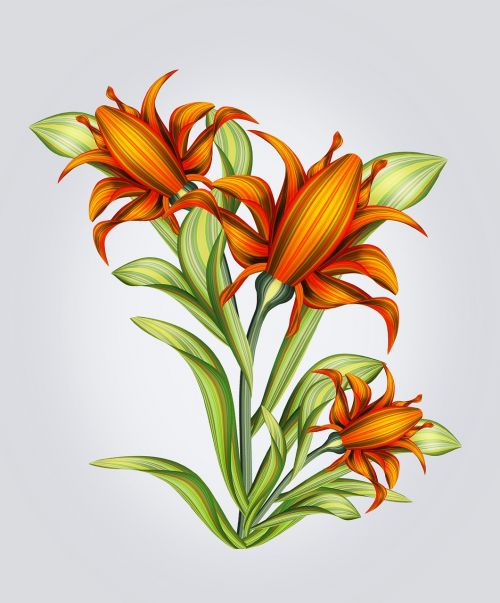 flower drawing isolated