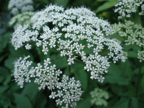 flower white plant