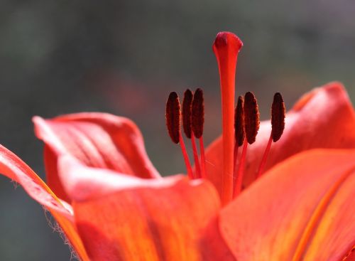 flower macro nature