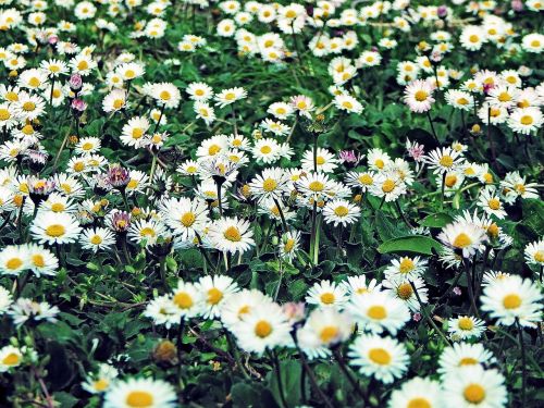 flower daisy meadow