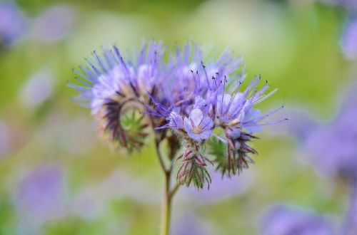 flower blue summer