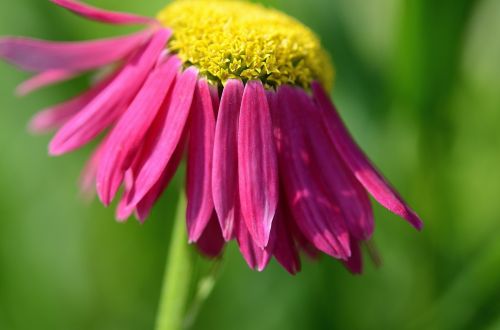 flower pink summer