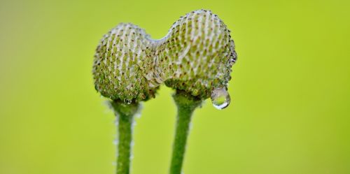 flower summer plant