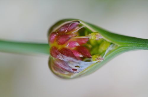 flower summer plant