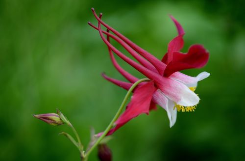 flower red summer