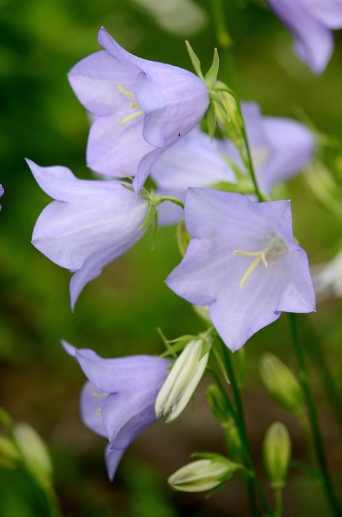 flower blue nature