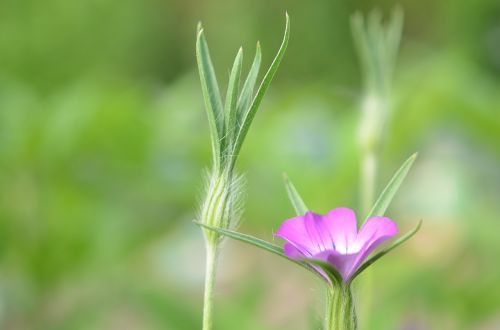 flower pink summer