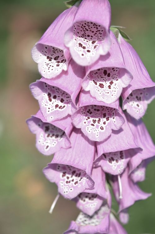 flower purple summer