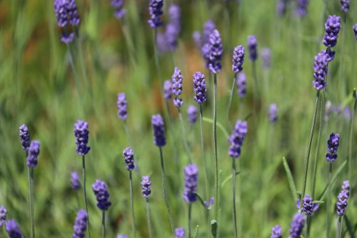 flower lavender flower meadow