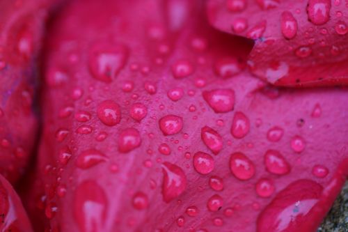 flower rosenblatt drip