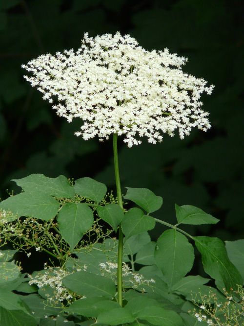 blossom bloom white