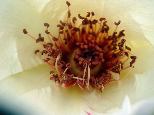 flower spring rose
