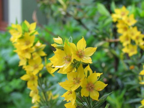 flower yellow flowers