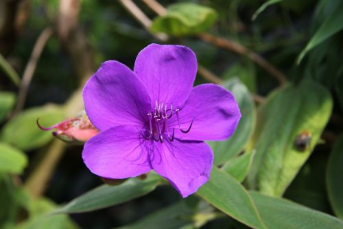 flower purple plant