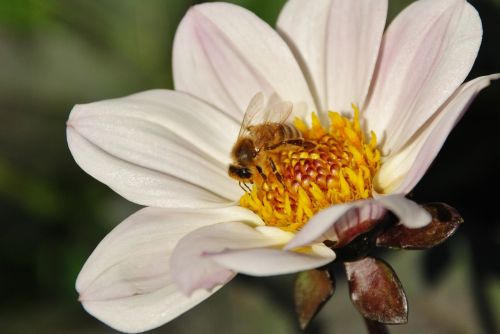 flower bea nature