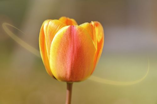 flower plant tulip