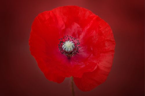 flower poppy red