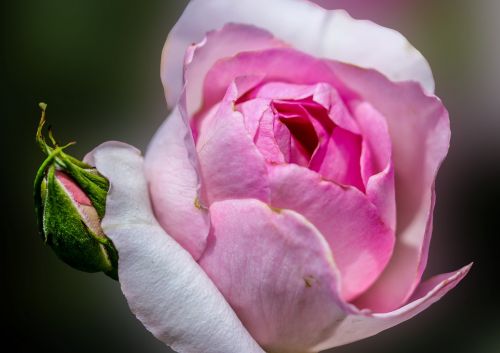 flower rose red rose