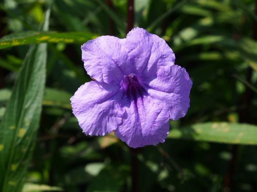 flower purple yonghe