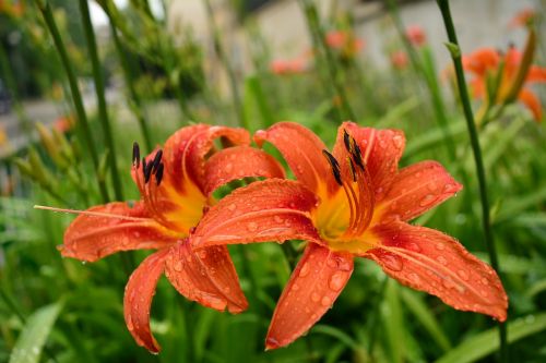 flower orange rain
