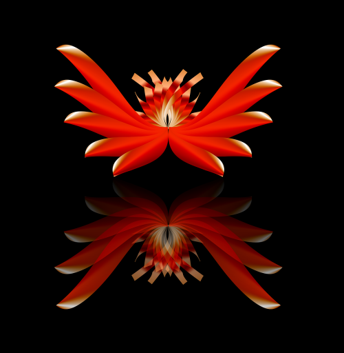 flower lotus reflection