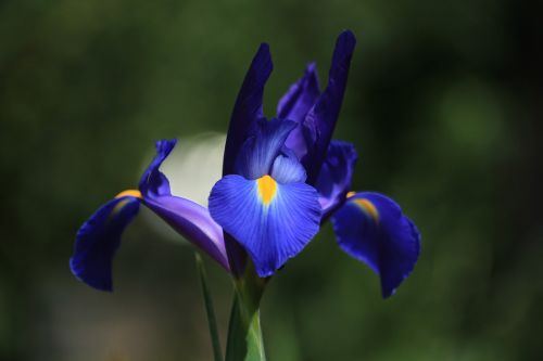 flower iris blue