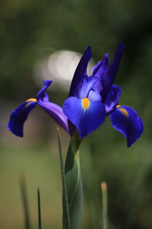 flower iris blue