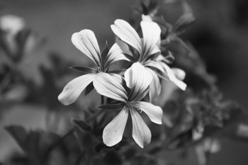 flower macro blossom