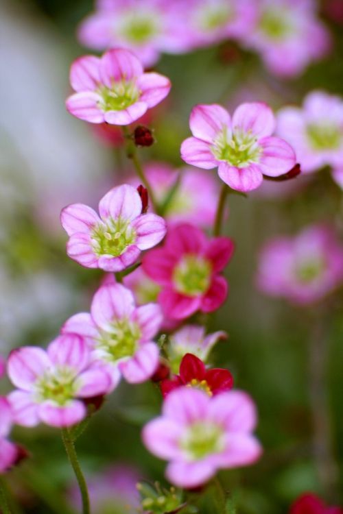 flower garden flora