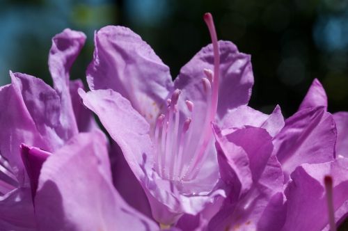 flower macro close