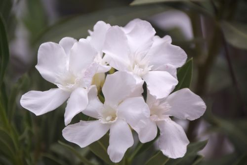 flower white garden