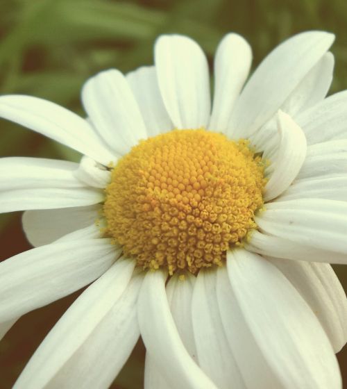 flower magarite daisy