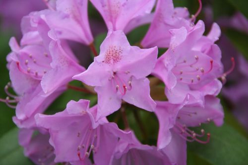 flower garden flora