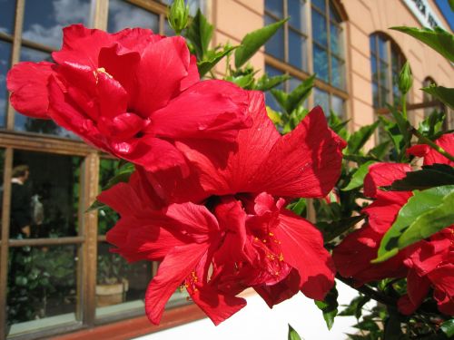 flower red plant