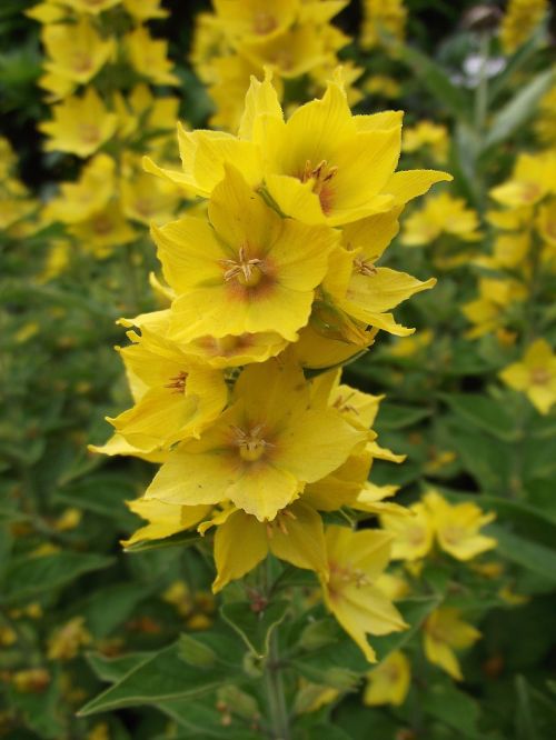 flower macro yellow