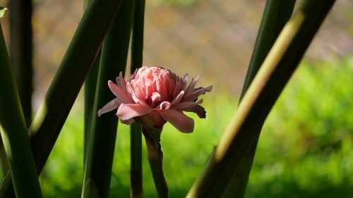 flower pink asian