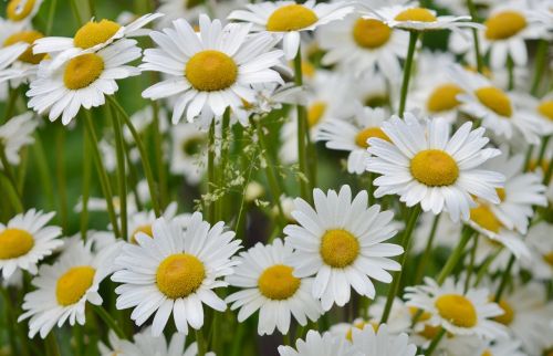 flower daisy nature