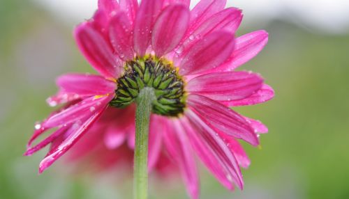 flower daisy nature