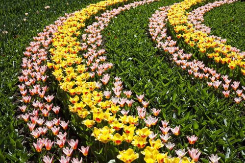 flower field beautiful