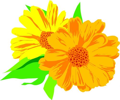flower marigold plant