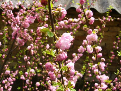 flower garden spring