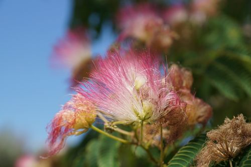 flower pink bush
