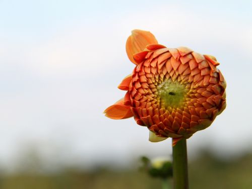 flower plant nature