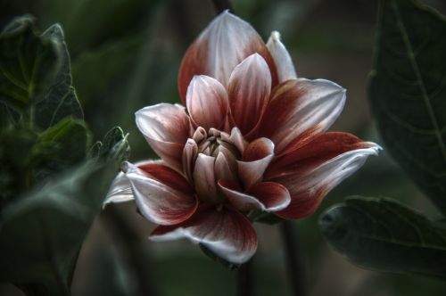 flower plant nature