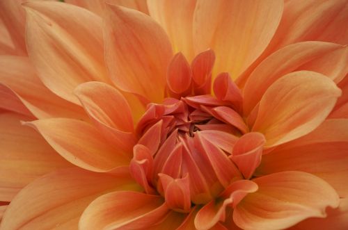 flower plants dahlia