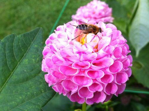 flower pink flora