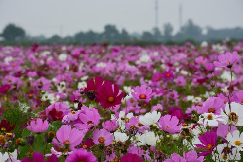 flower gesanghua the scenery