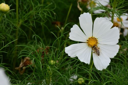 flower gesanghua the scenery